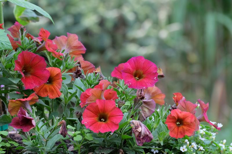 Vibrant Garden Flowers in Bloom · Free Stock Photo