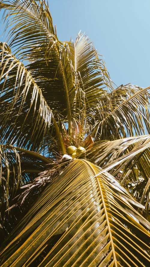 Free Low angle view of a coconut-laden palm tree with a bright blue sky, depicting a summer tropical vibe. Stock Photo
