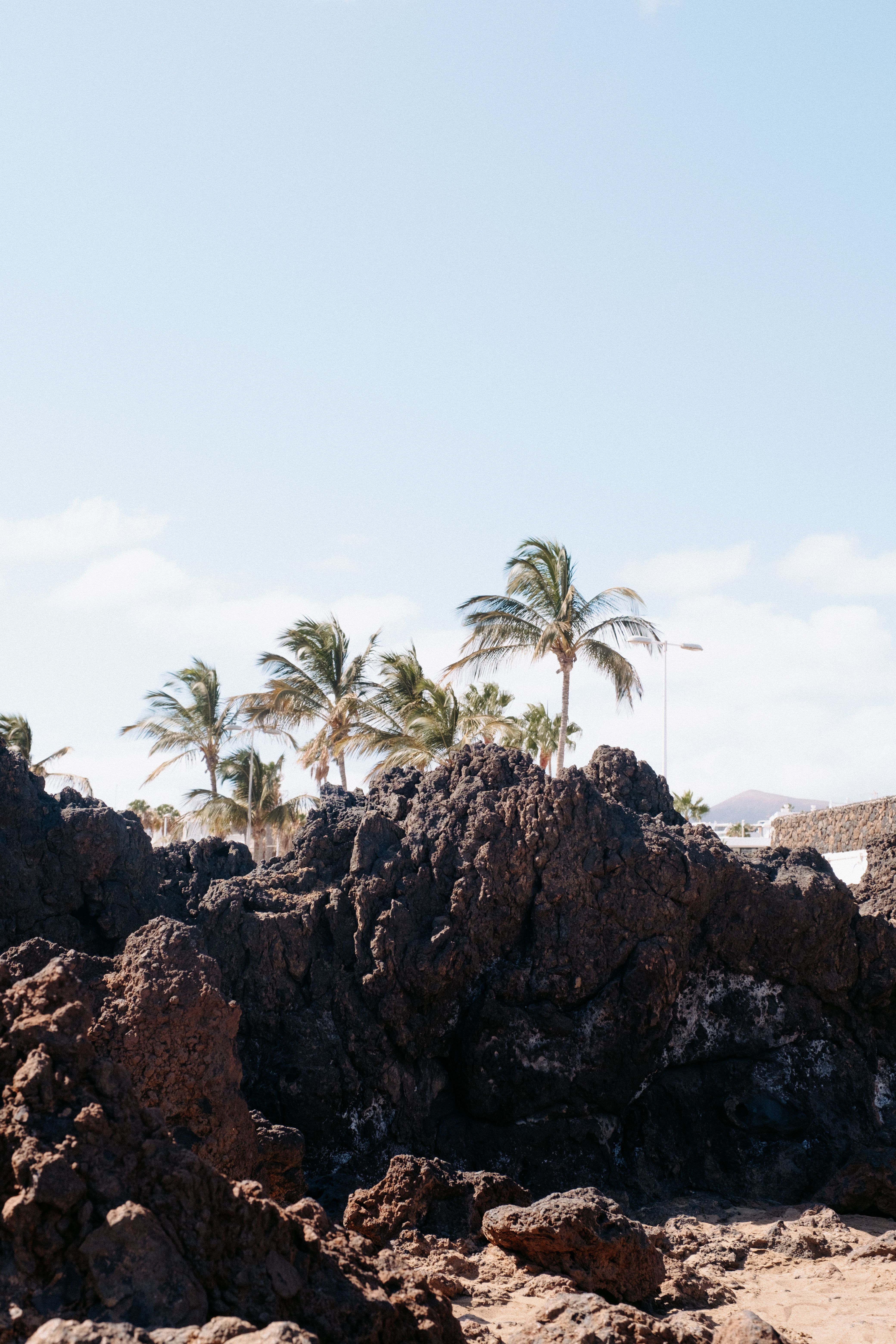 A beach with rocks and palm trees · Free Stock Photo