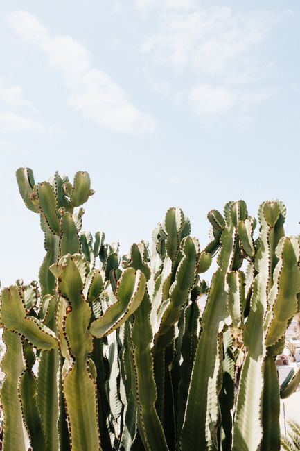 Lush green cacti stretch under a vivid blue sky, showcasing desert resilience and beauty.