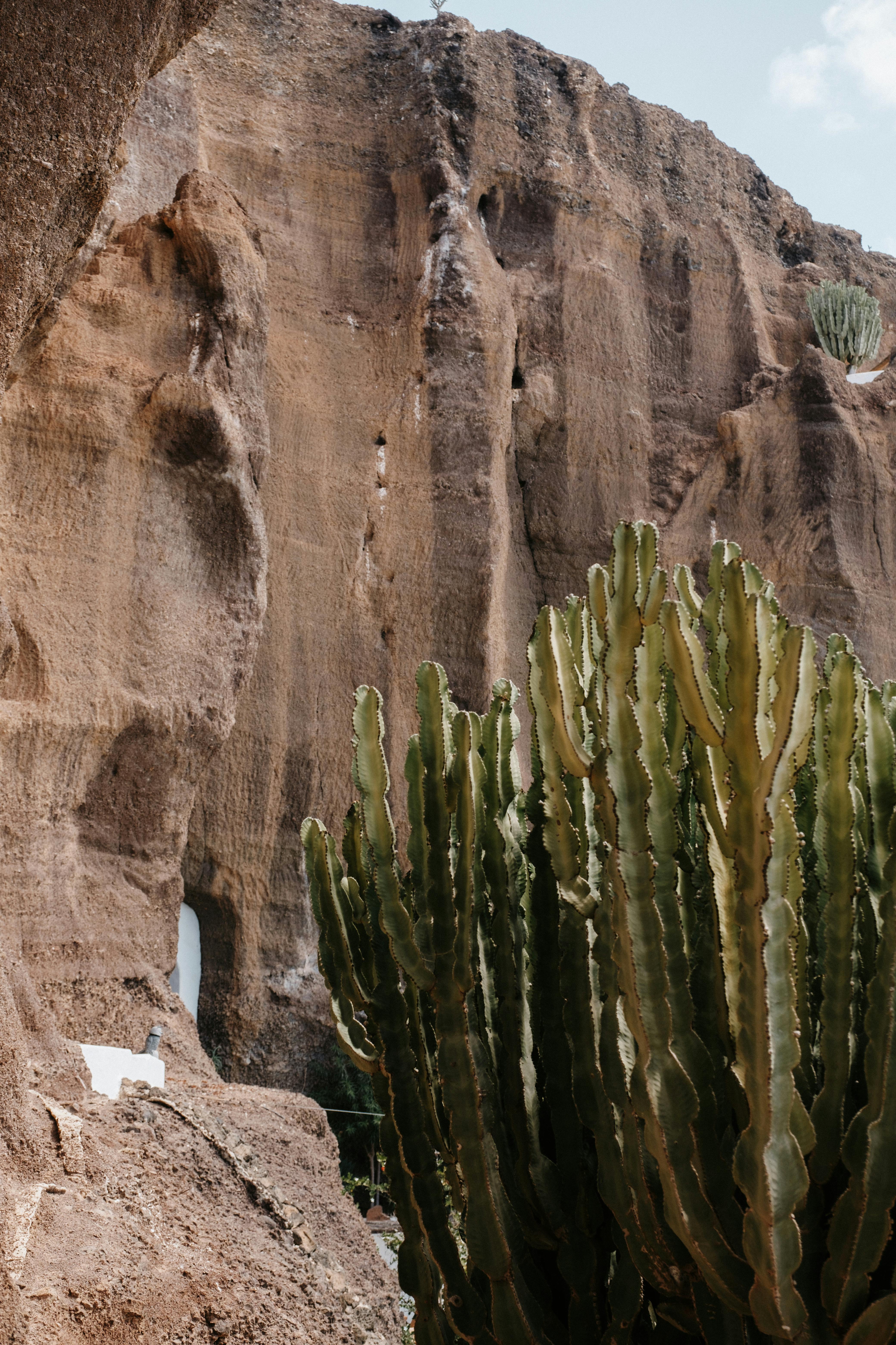 A striking desert cactus set against majestic, eroded sandstone cliffs in a dry landscape.