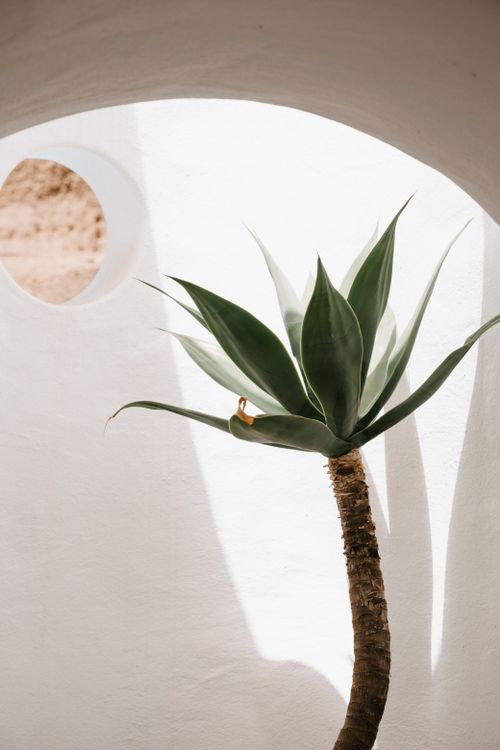 Free Stylish indoor plant casting shadows on white wall, with round window view. Stock Photo