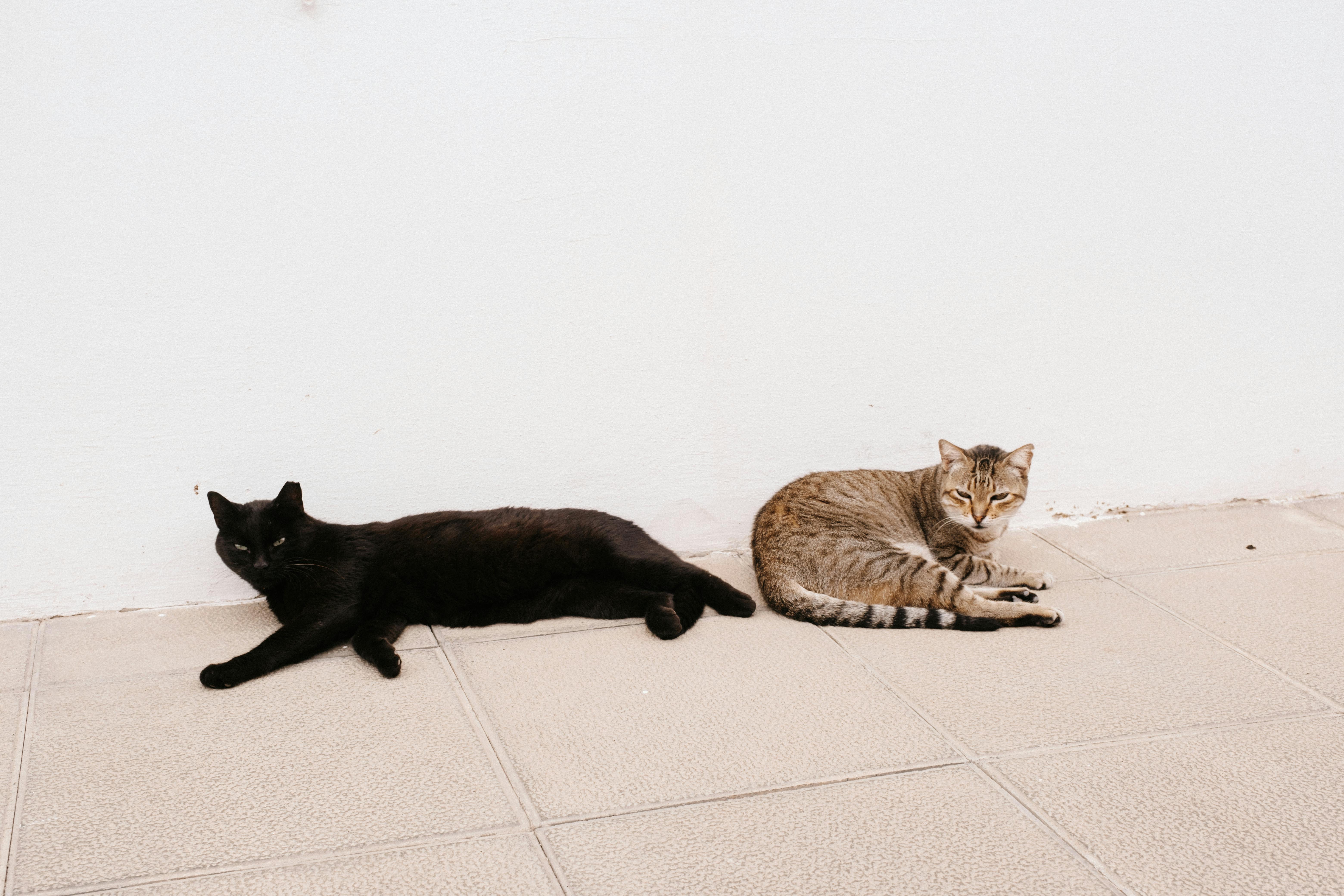 A black and a tabby cat resting on the tiled floor against a plain white wall.