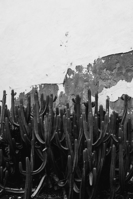 A group of cacti stands tall against a textured wall in a monochrome setting.
