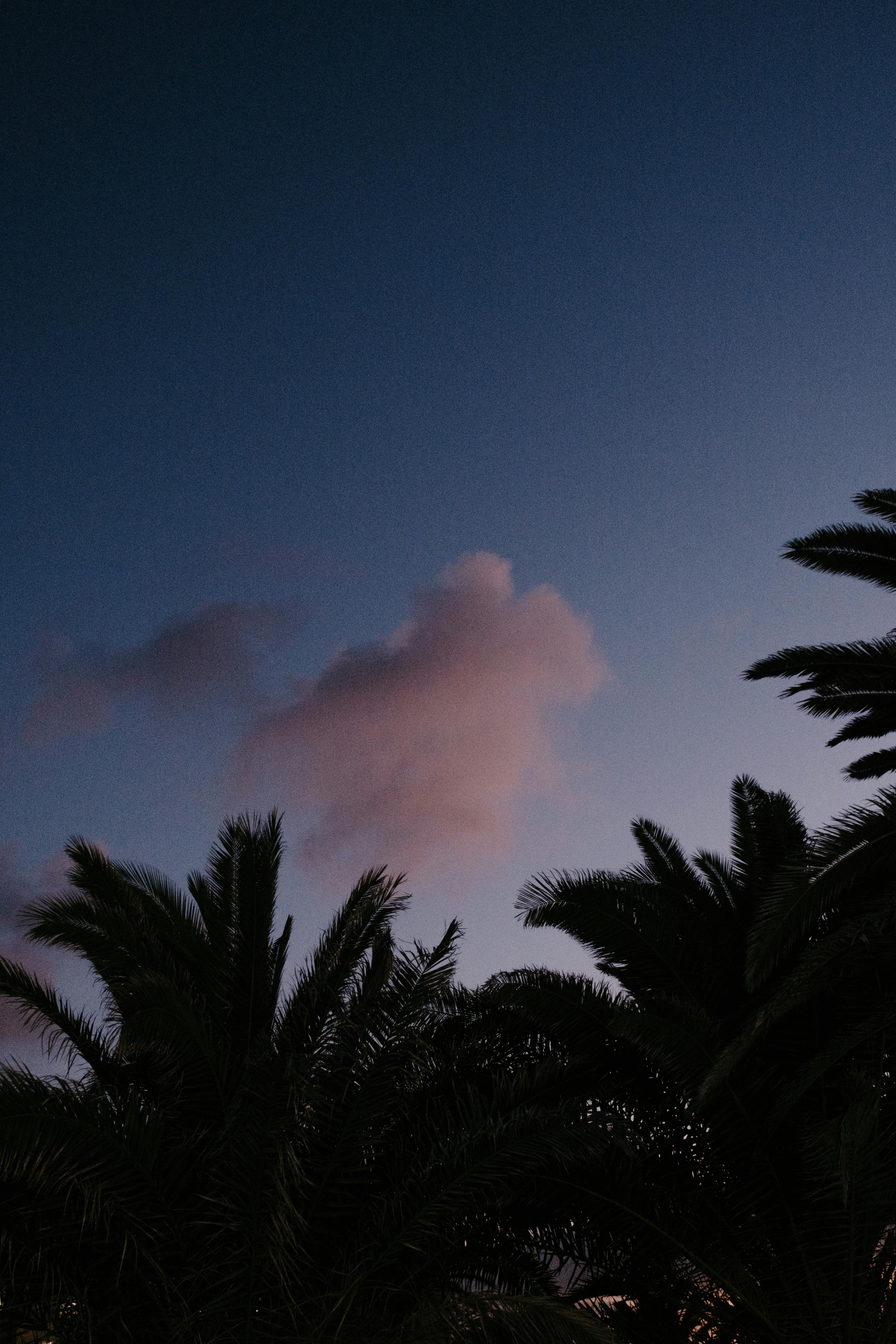 A peaceful sunset scene featuring silhouetted palm trees against a purple and blue sky with clouds.