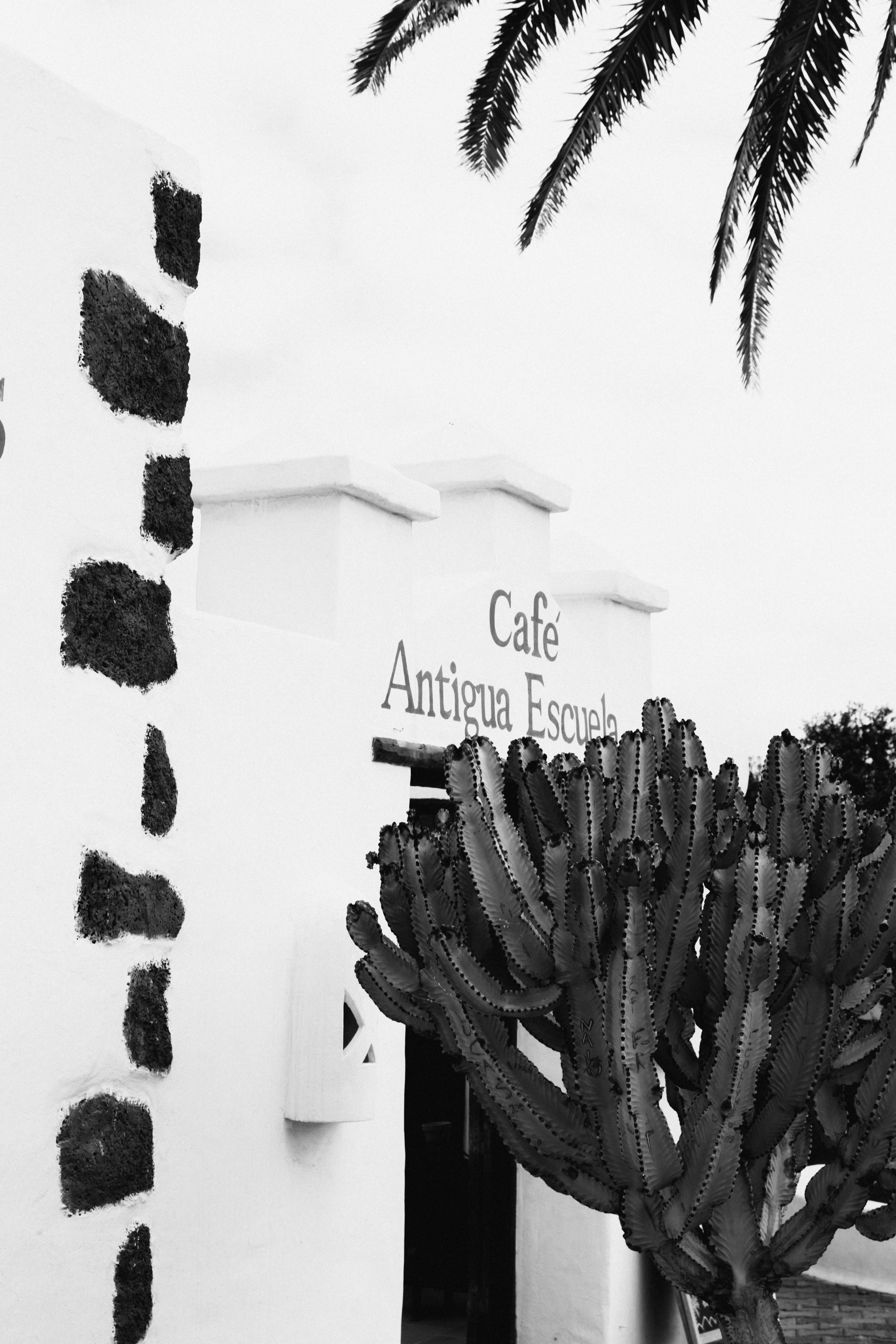 A stylish black and white photo of a cafe entrance accented with a large cactus, evoking a classic vibe.