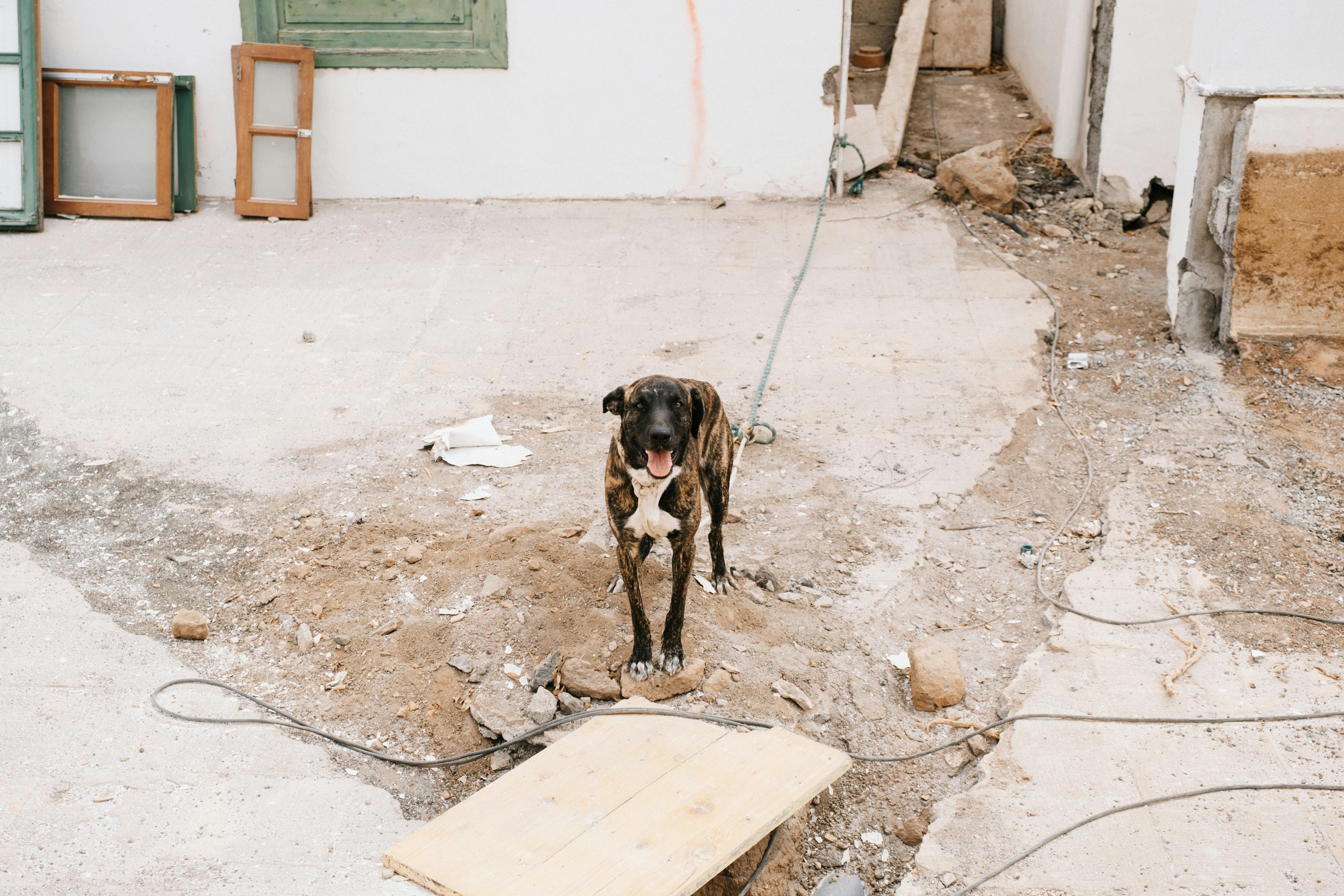 a dog is standing in a room with a broken window