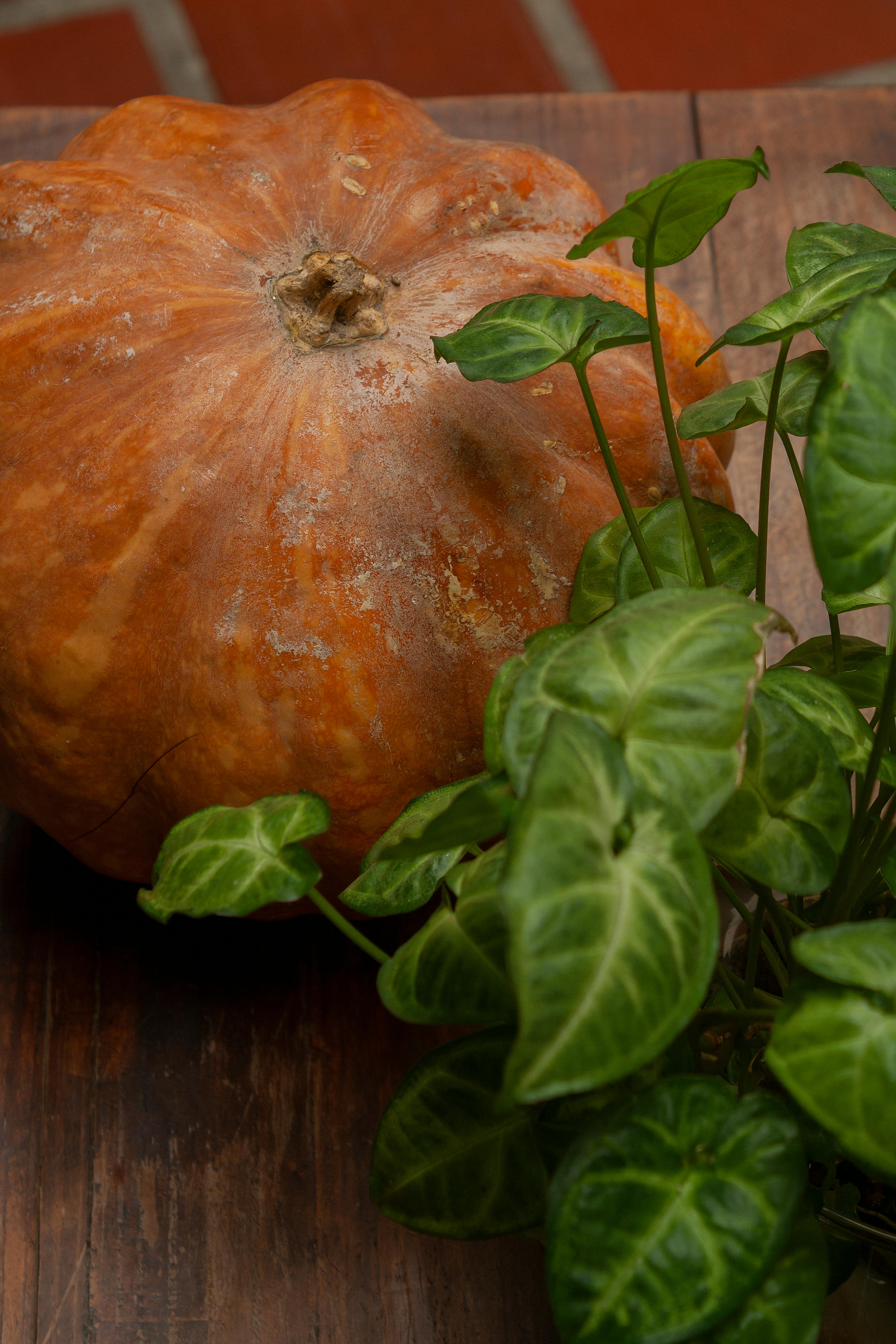 Close-up of a rustic pumpkin and green plants on a wooden table, capturing an autumn feel.