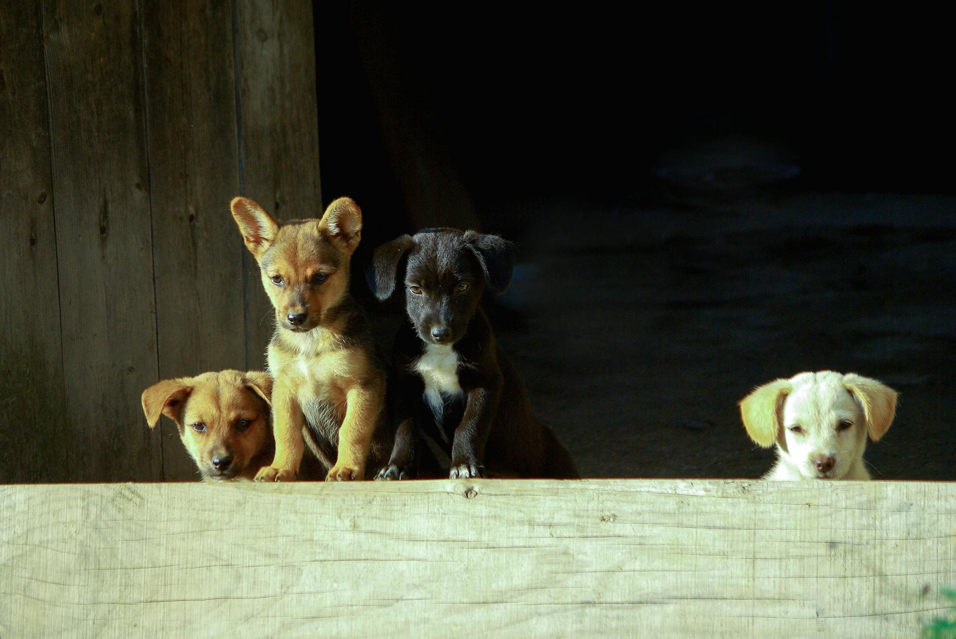 Vier pups van verschillende kleuren