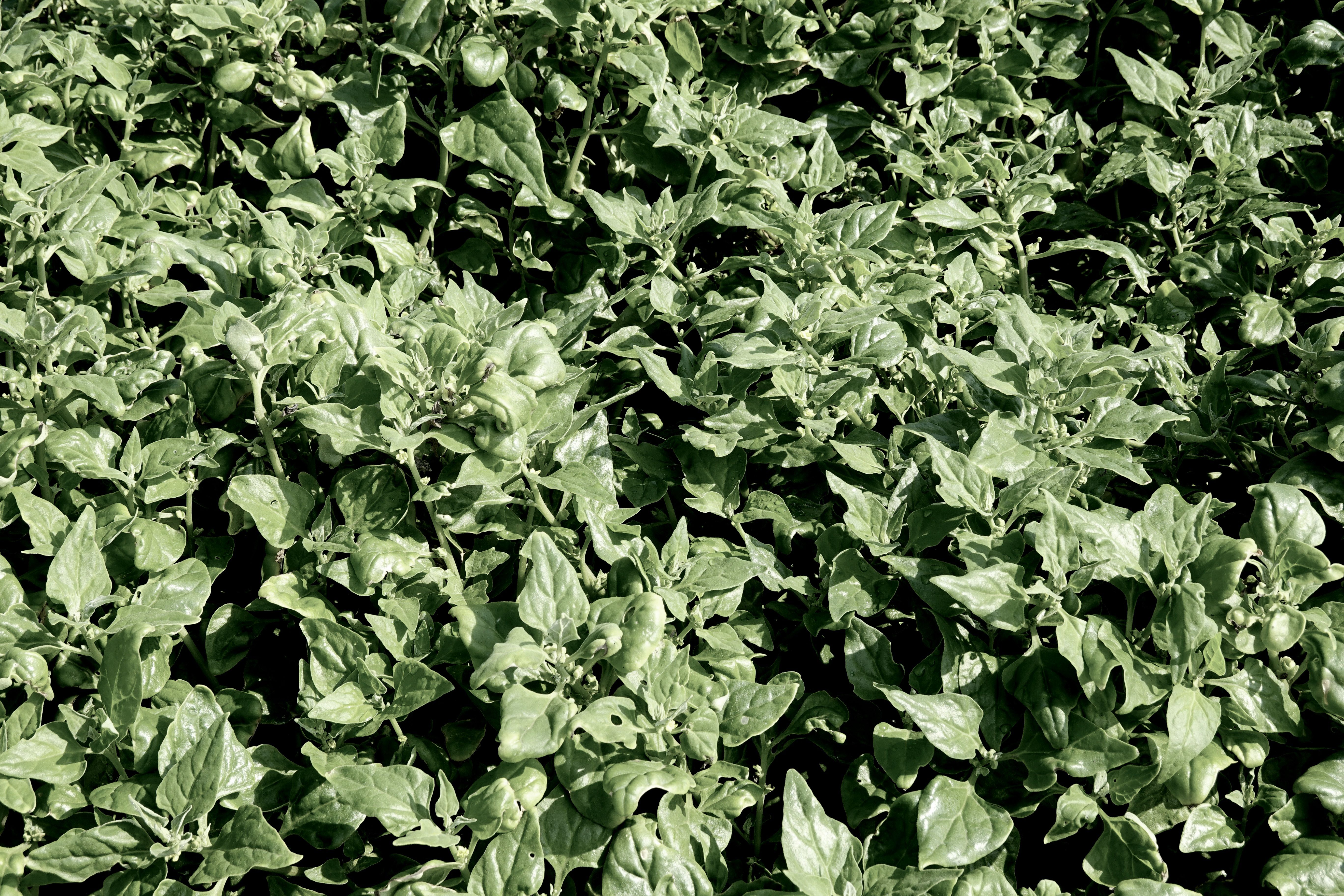 Close-up view of a spinach field showcasing vibrant green foliage in Ballito, South Africa.