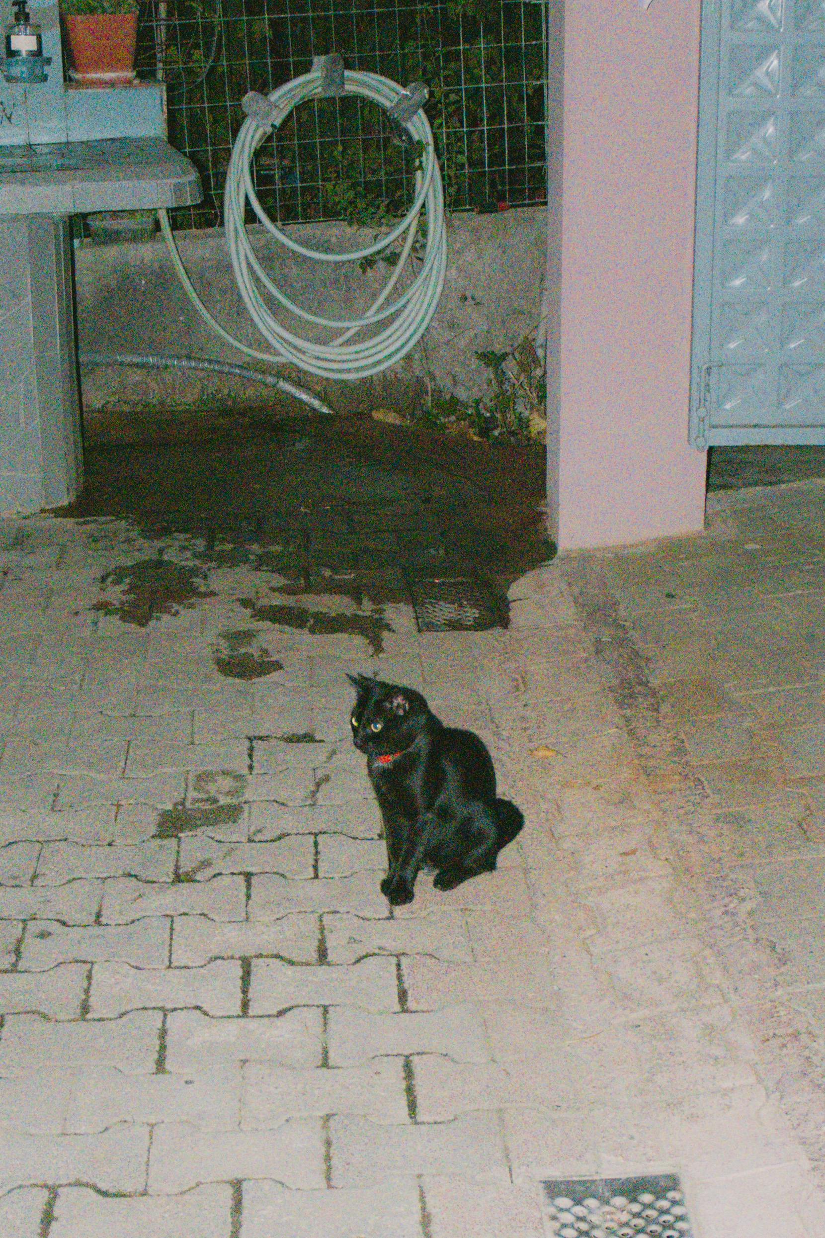 A black cat with a red collar sitting on a paved area at night, near a hose.