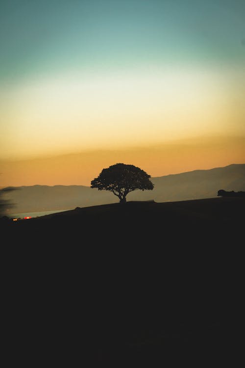 Фото дерева на рассвете