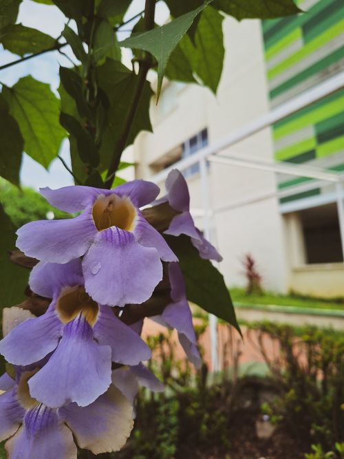 Free La flor Stock Photo