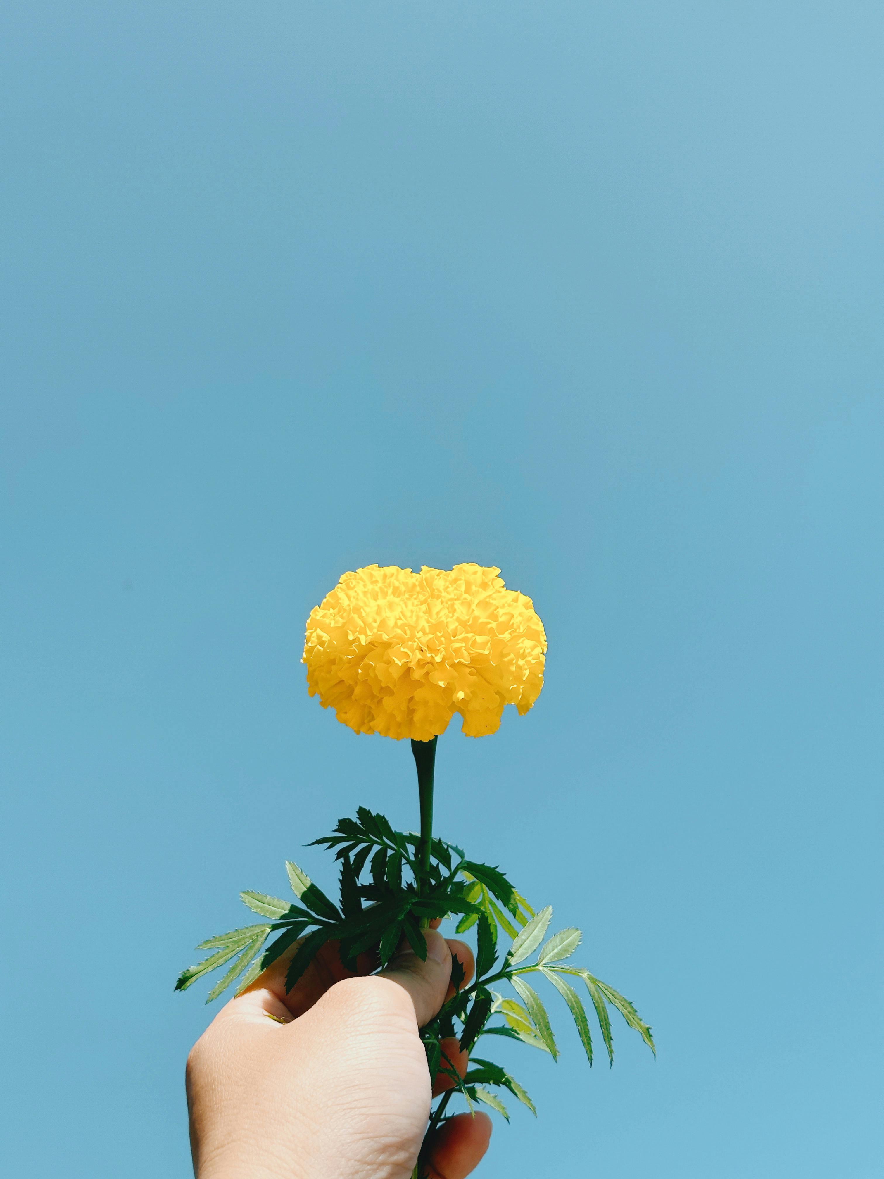 免費 一朵黃色的萬壽菊在明亮的藍天的襯托下，象徵著清新和質樸。 圖庫相片