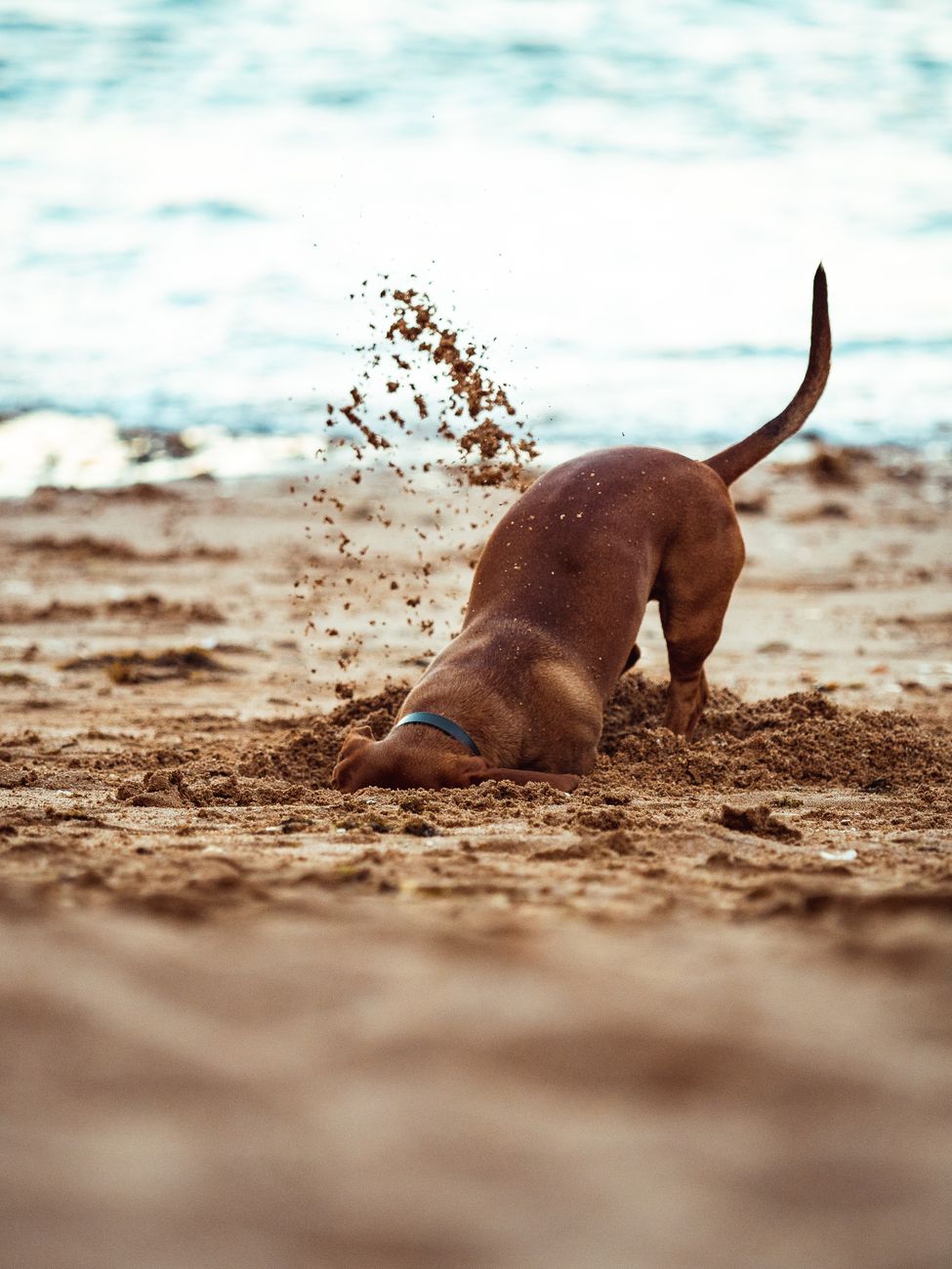 Pet-Proofing Your Vegetable Garden: Humane & Low-Cost Strategies to Protect Beds from Dog Digging and Trampling