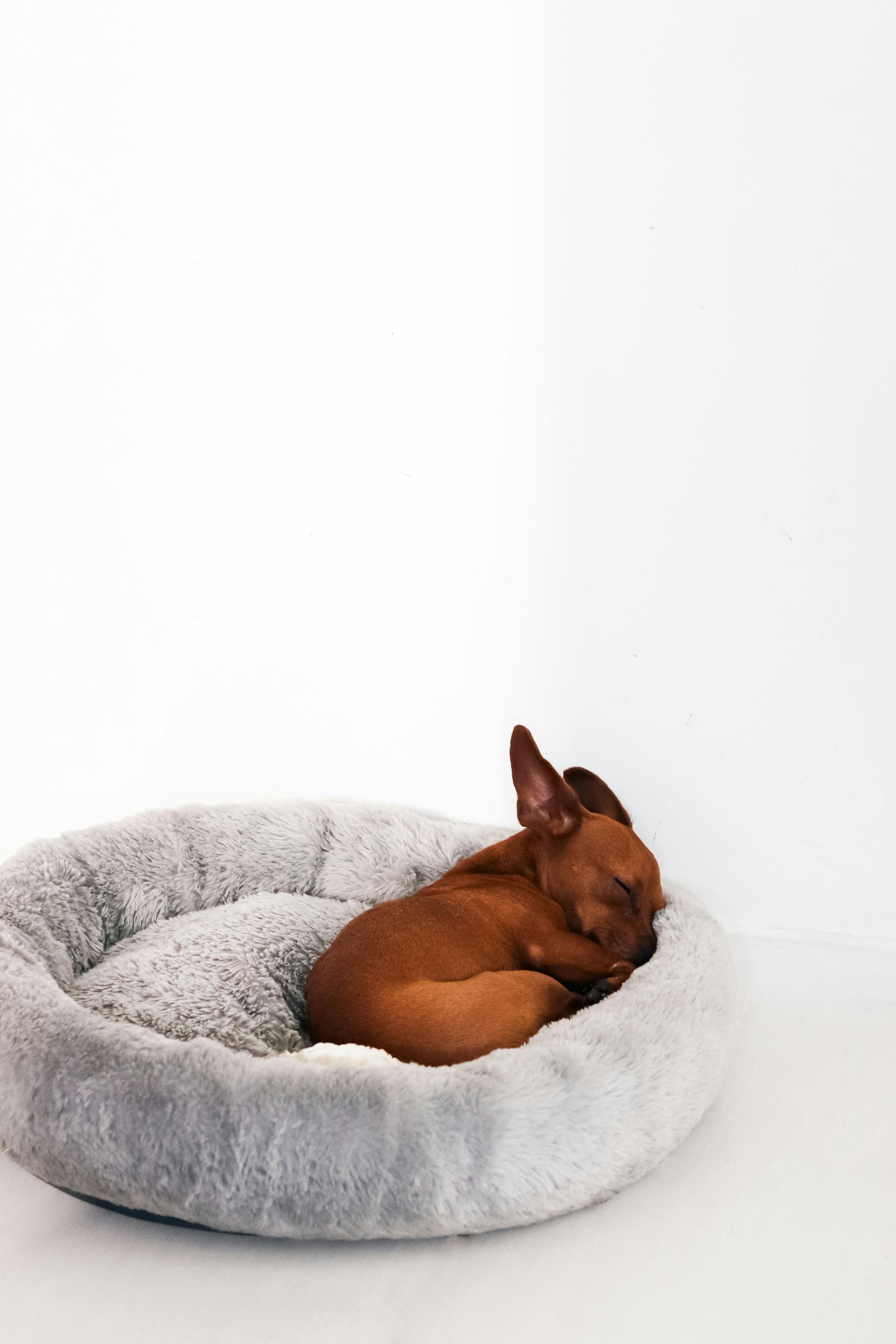 Dog Bed Photos Download The BEST Free Dog Bed Stock Photos HD Images