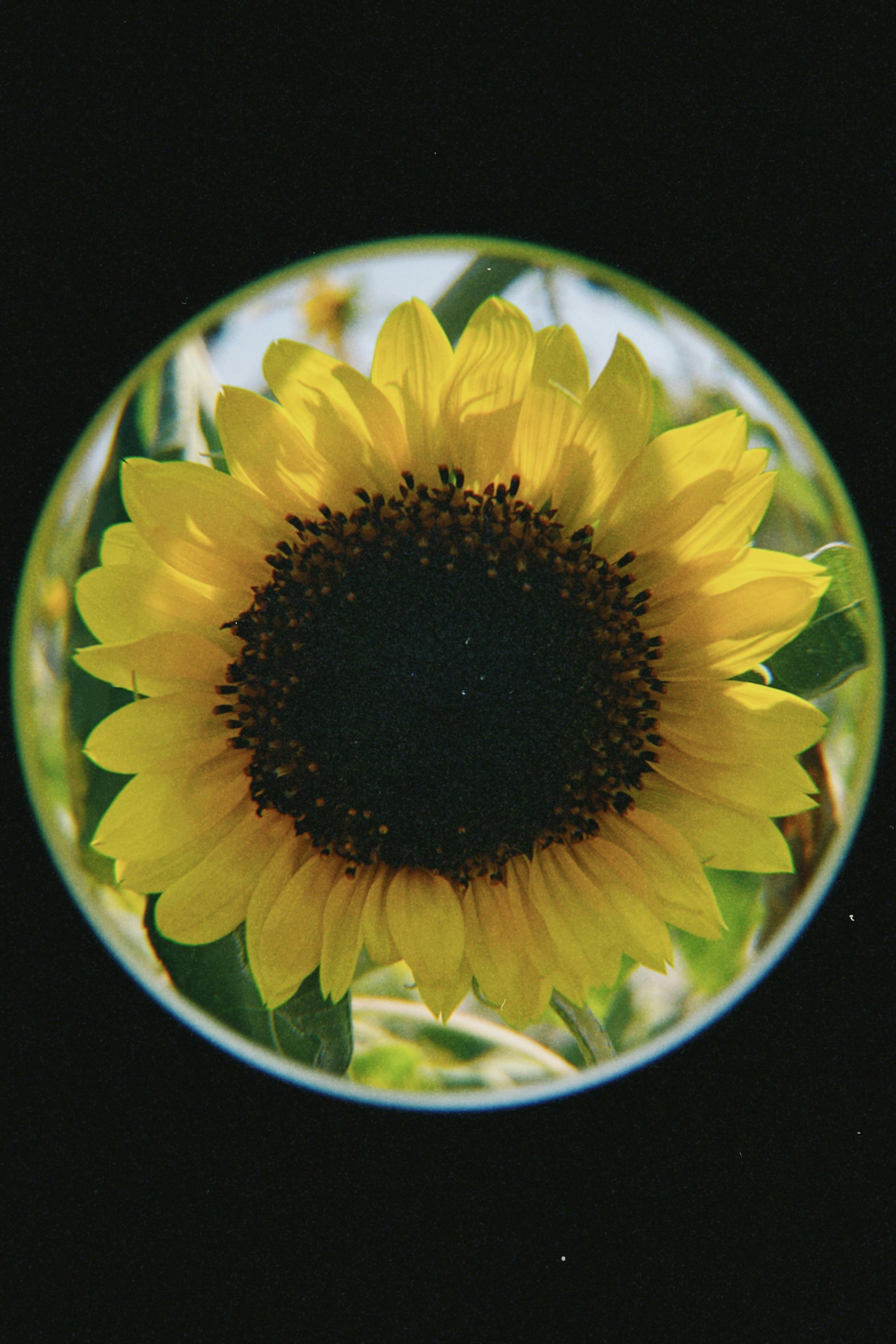 Captivating fish eye lens view of a vibrant yellow sunflower in full bloom, perfect for nature enthusiasts.