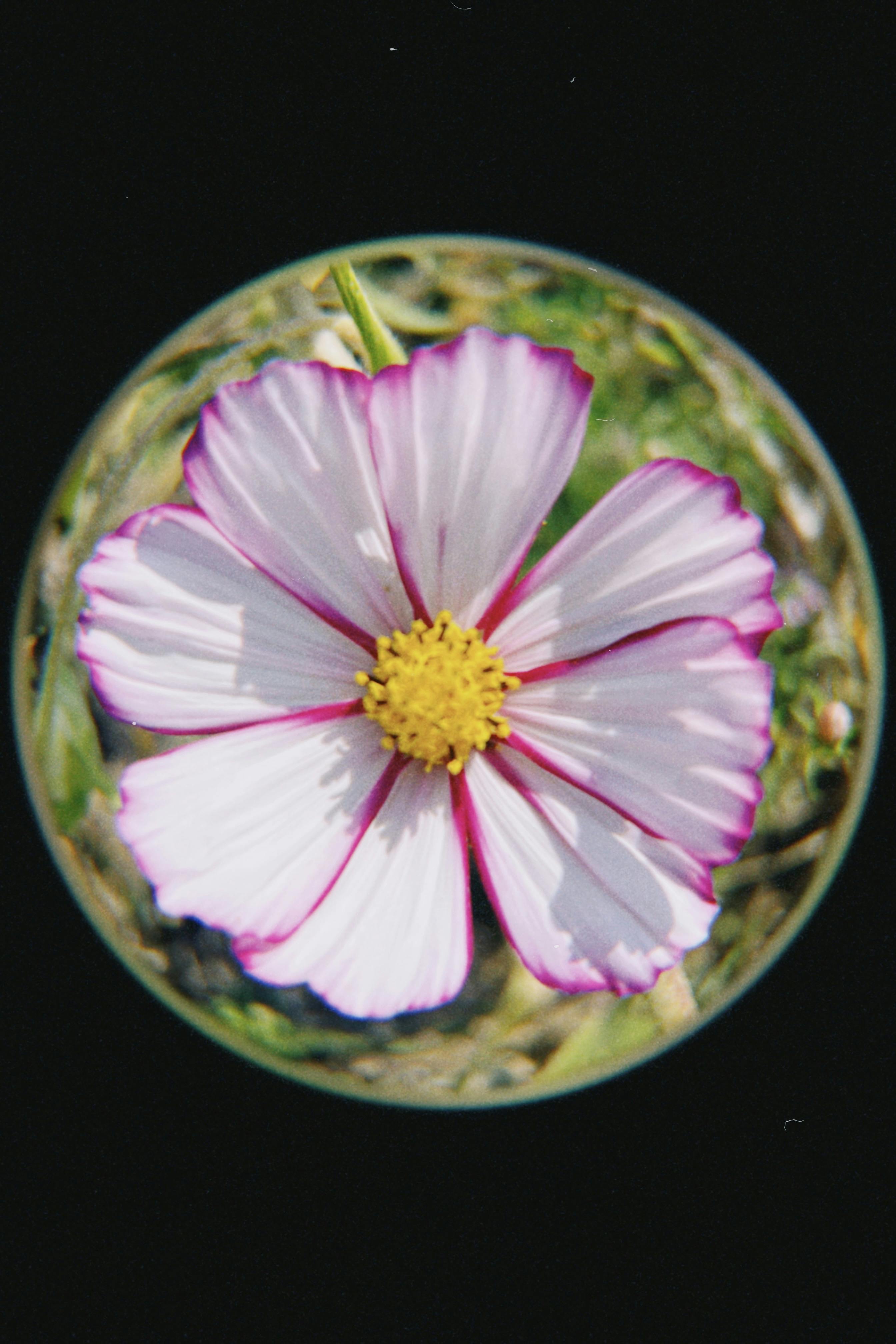 Close-up of a white cosmos flower with vibrant pink edges captured in Warsaw.