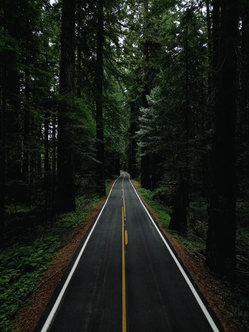 A serene road cutting through lush Redcrest forest, showcasing the beauty of nature.