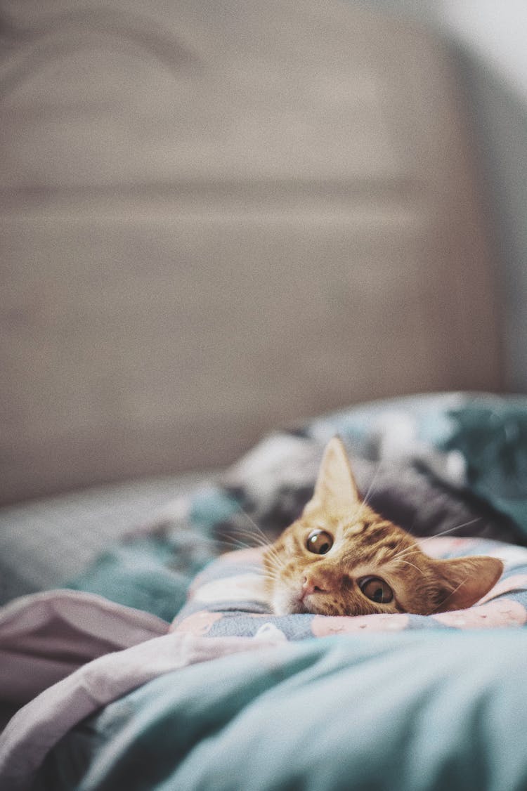 Tabby Cat Lying On Bed