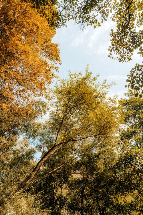 Free Capture of lush autumn foliage under a bright blue sky, showcasing nature's beauty. Stock Photo
