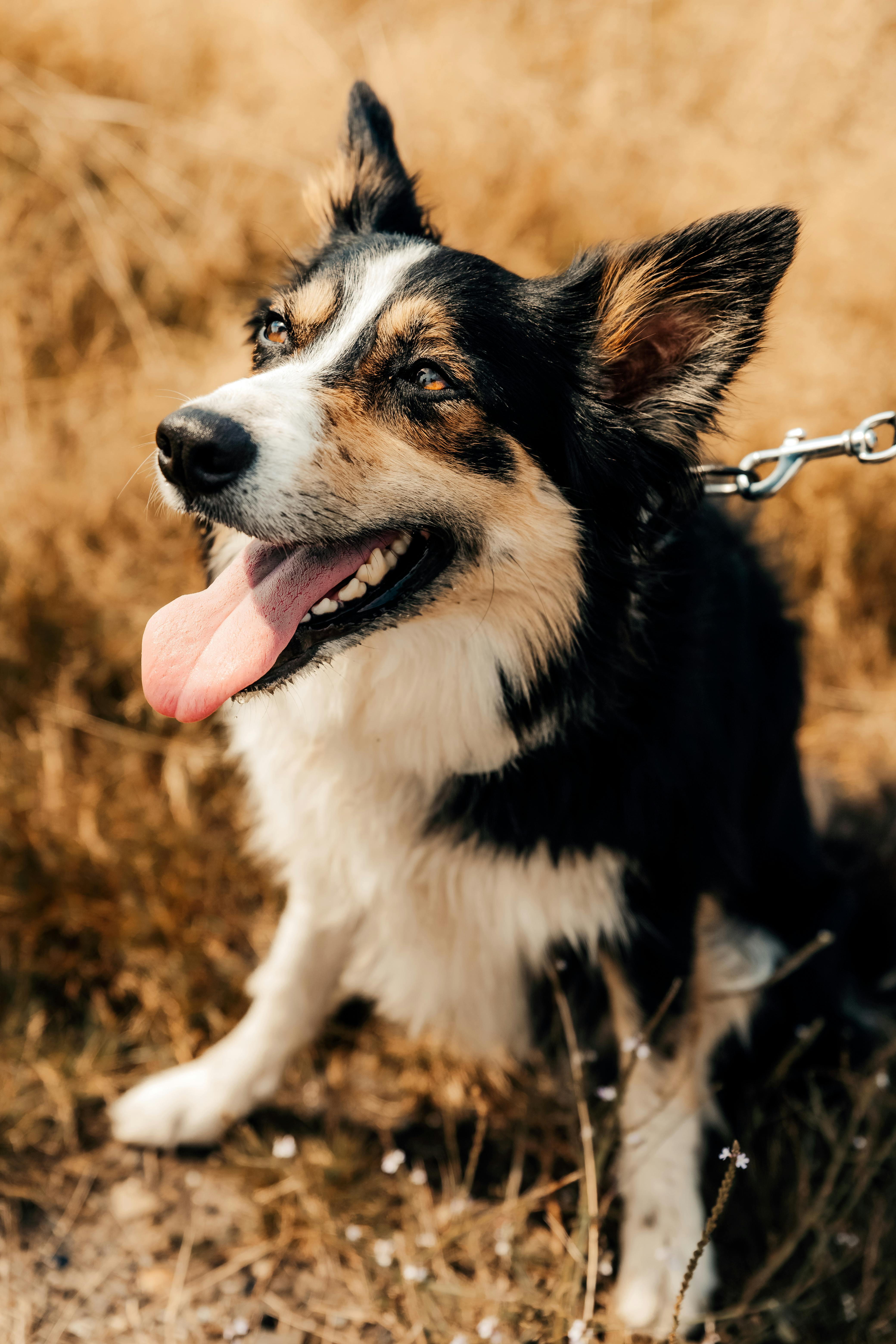 photo of james a border collie in santa cruz ca