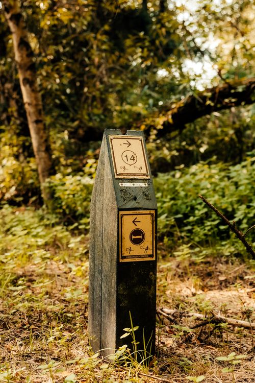 Free A directional trail marker stands amidst a forest in summer, highlighting hiking paths. Stock Photo