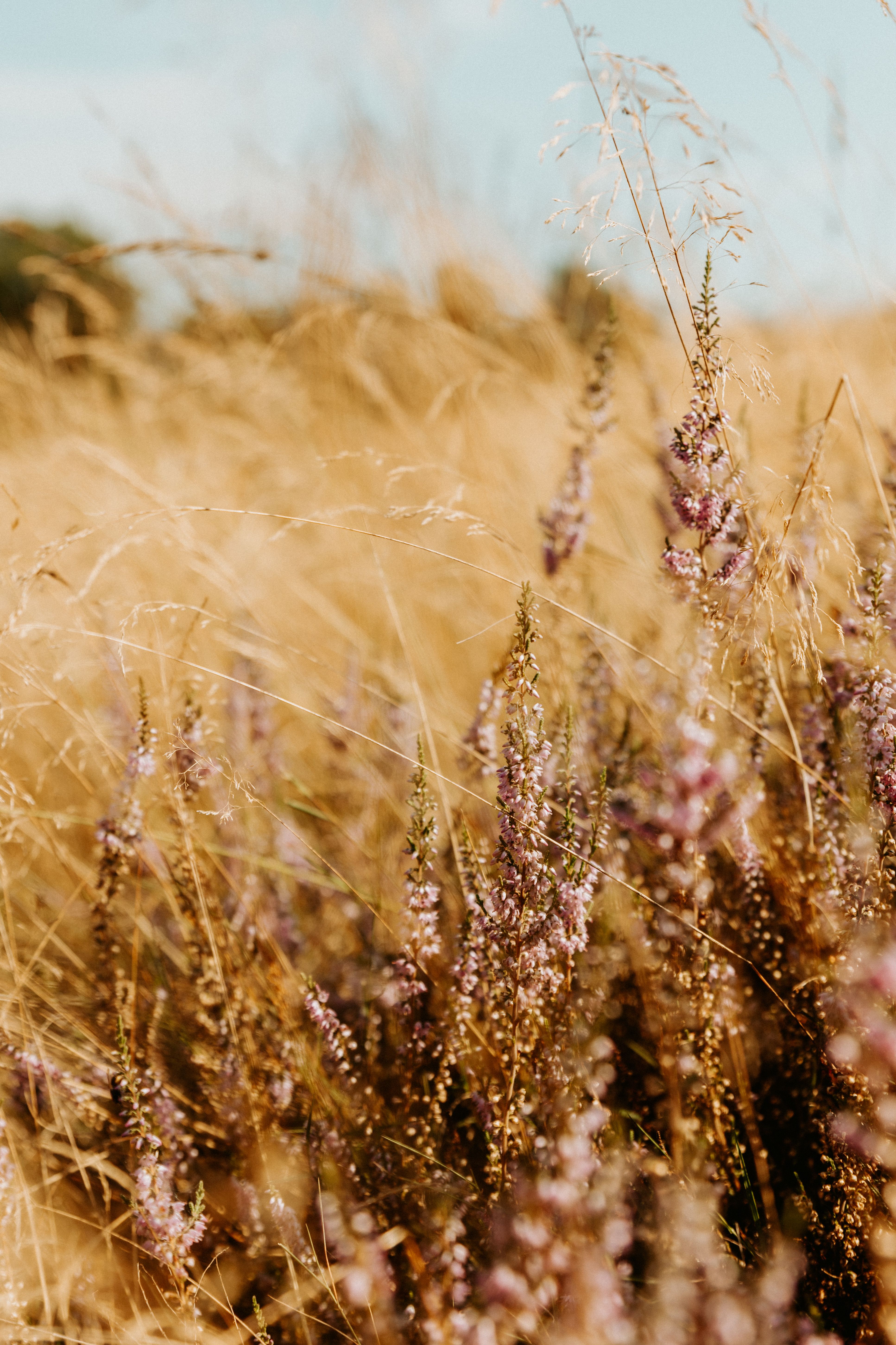 A field of tall grass with purple flowers · Free Stock Photo
