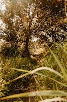 A serene forest path bathed in warm sunlight, perfect for a tranquil nature stroll.