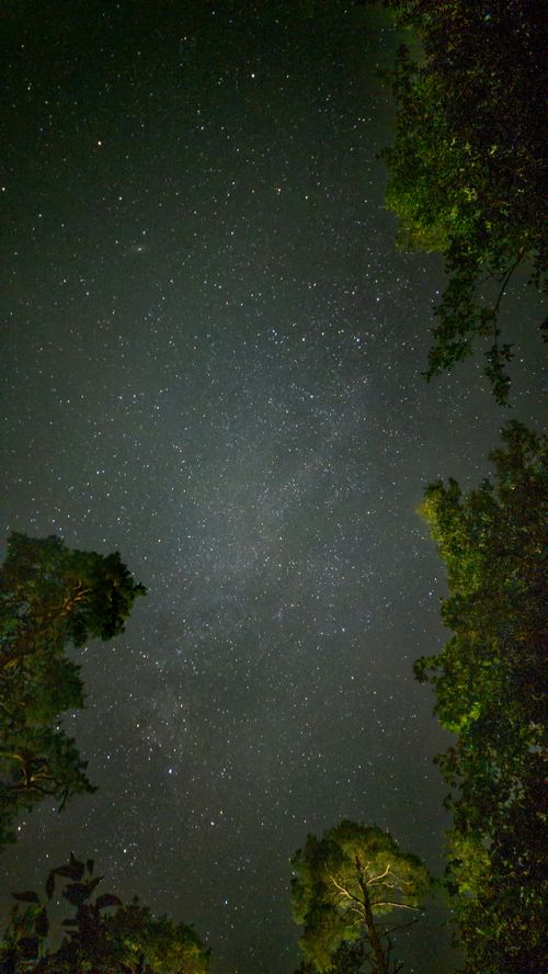 Free A clear night sky filled with stars, framed by the silhouettes of forest trees. Stock Photo