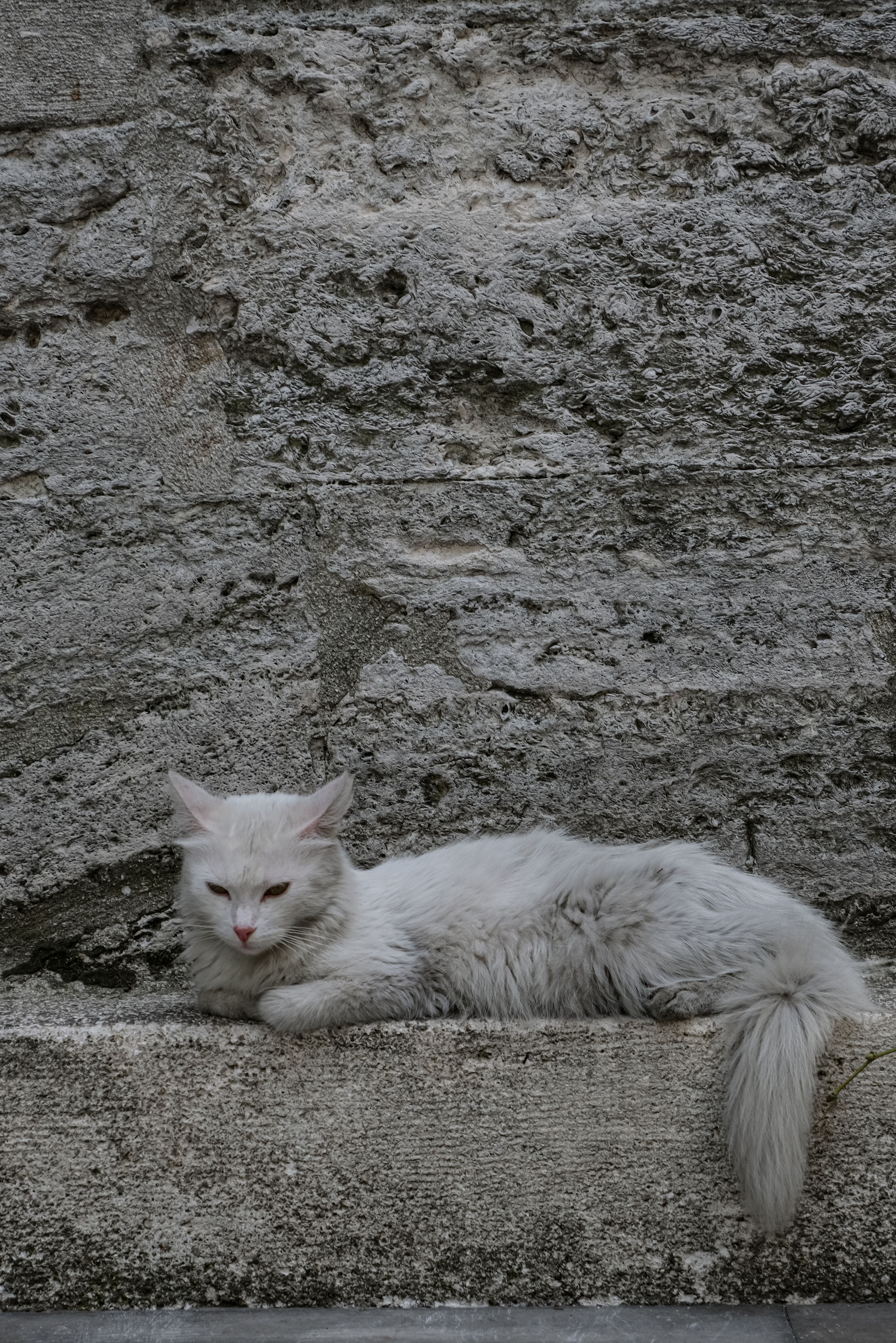 A white cat laying on a ledge next to a stone wall · Free Stock Photo