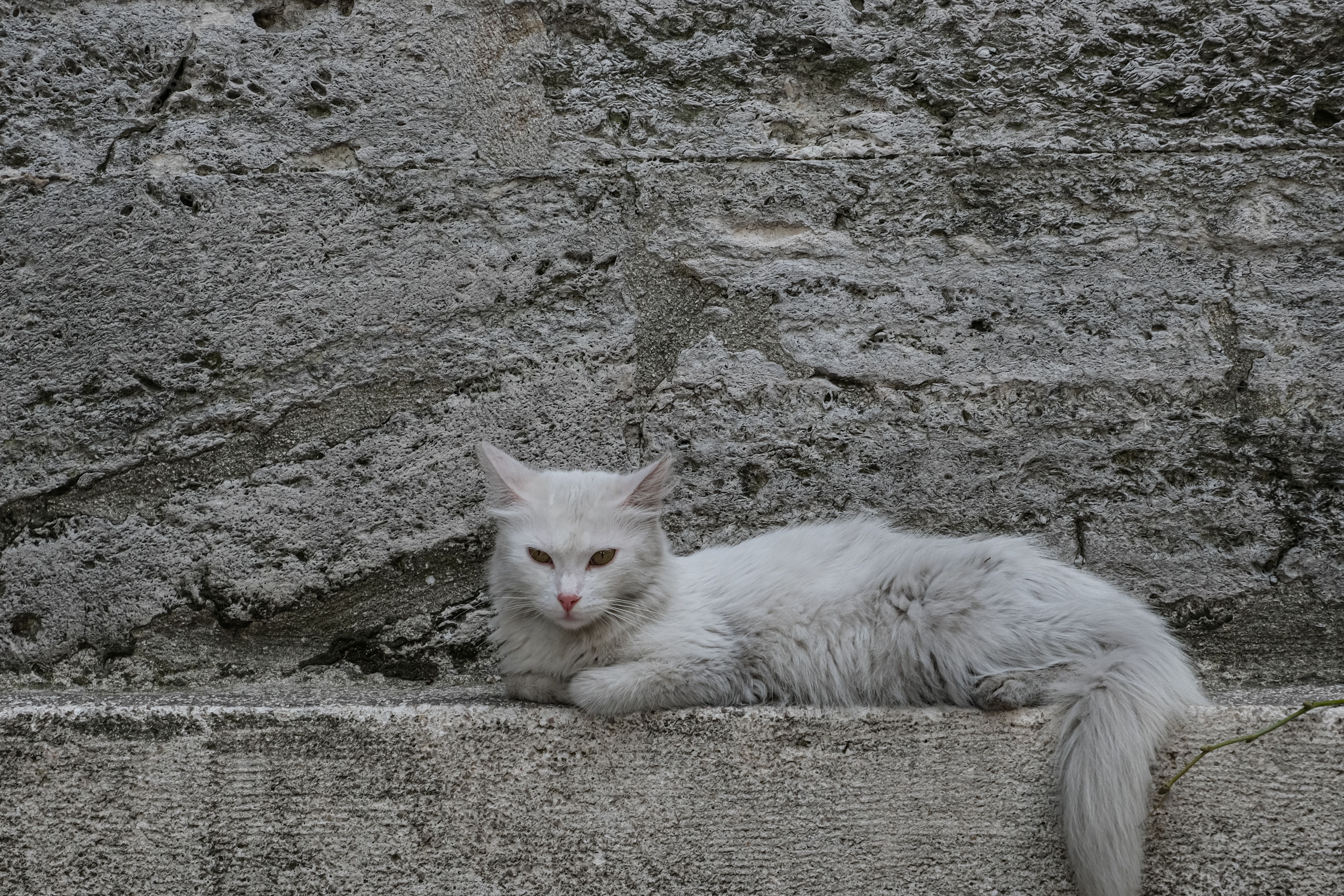 A white cat laying on a concrete ledge · Free Stock Photo