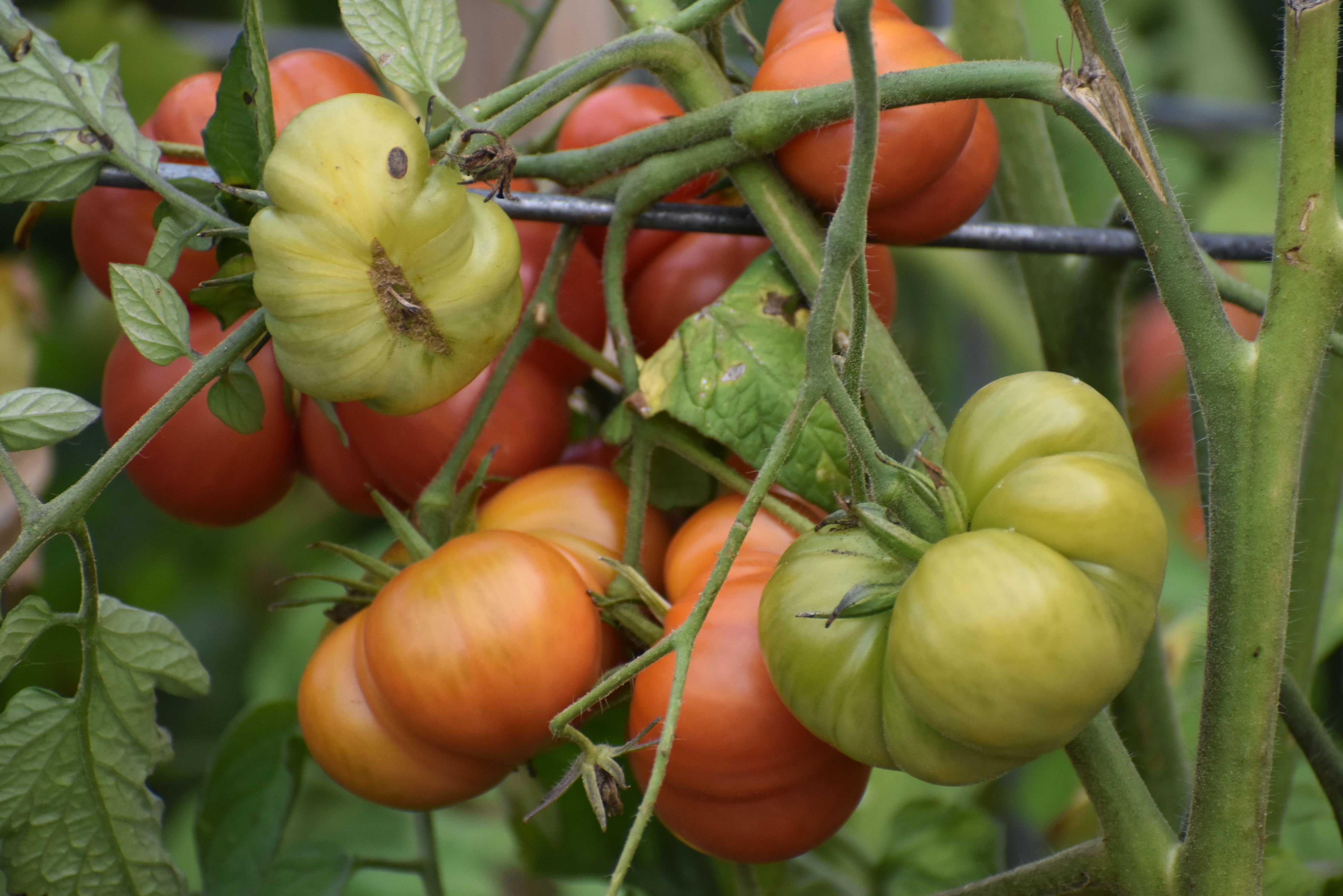 Close-up of colorful heirloom tomatoes ripening on the vine