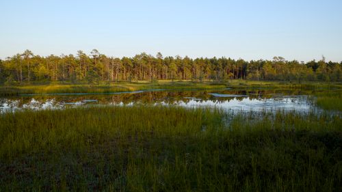 Free Tranquil wetland scene with a peaceful pond and lush greenery at sunset. Stock Photo