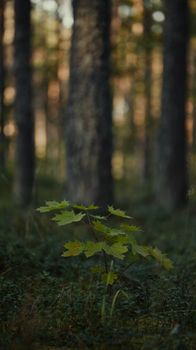 A young maple tree growing in a tranquil deciduous forest, ideal for nature themes.