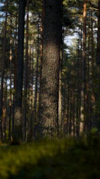 A tranquil vertical view capturing tall pine trees in a dense forest setting, offering a nature retreat.