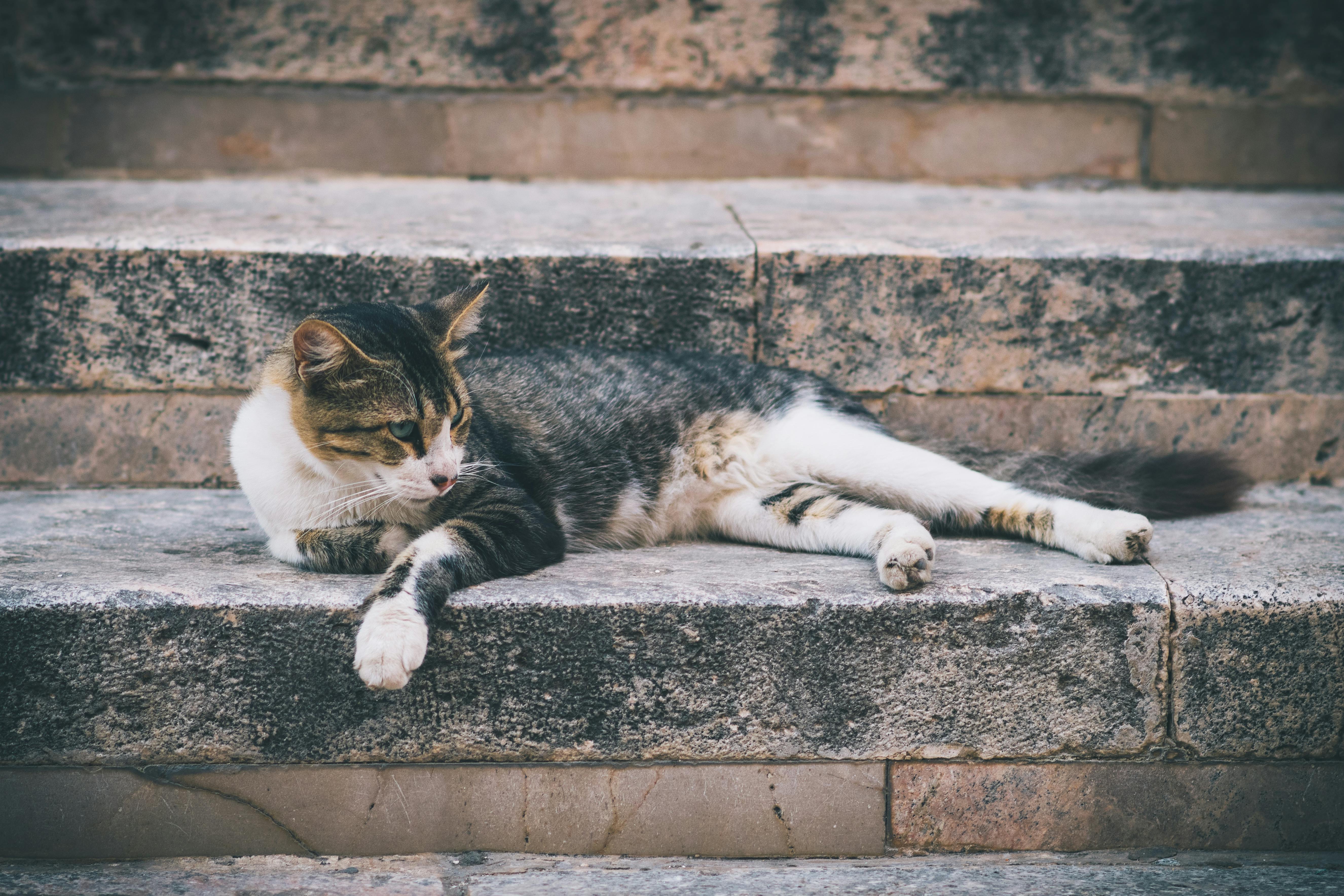 A domestic cat relaxes on stone steps in the historic streets of Tunis, Tunisia.