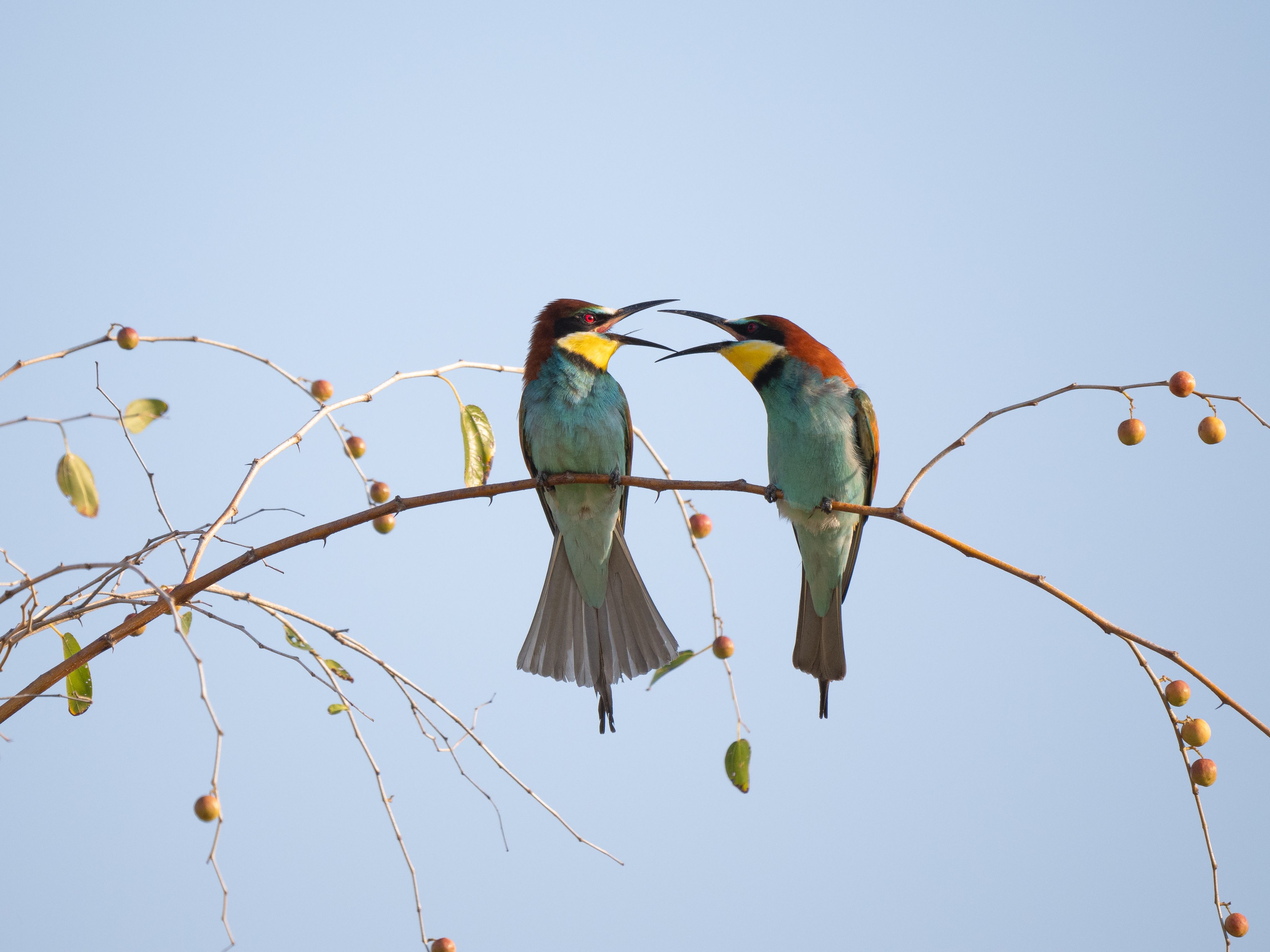 Cómo los sonidos naturales, especialmente el canto de aves, afectan nuestras emociones