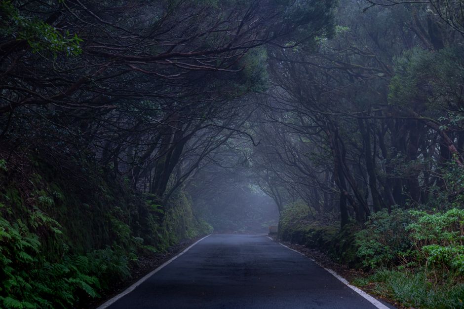 A mysterious misty road meandering through dense forest in Tenerife, Spain.