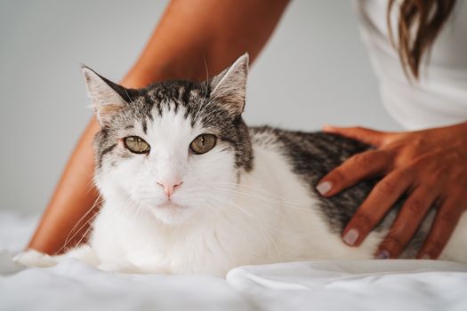 Cat Lying Down