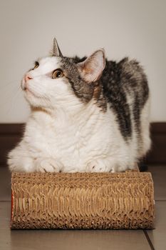 cat photo