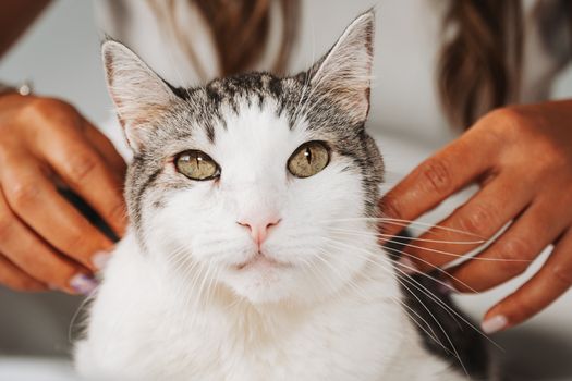 主人正在温柔地检查猫咪的身体状况