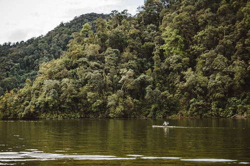 Green Trees Near Body of Water