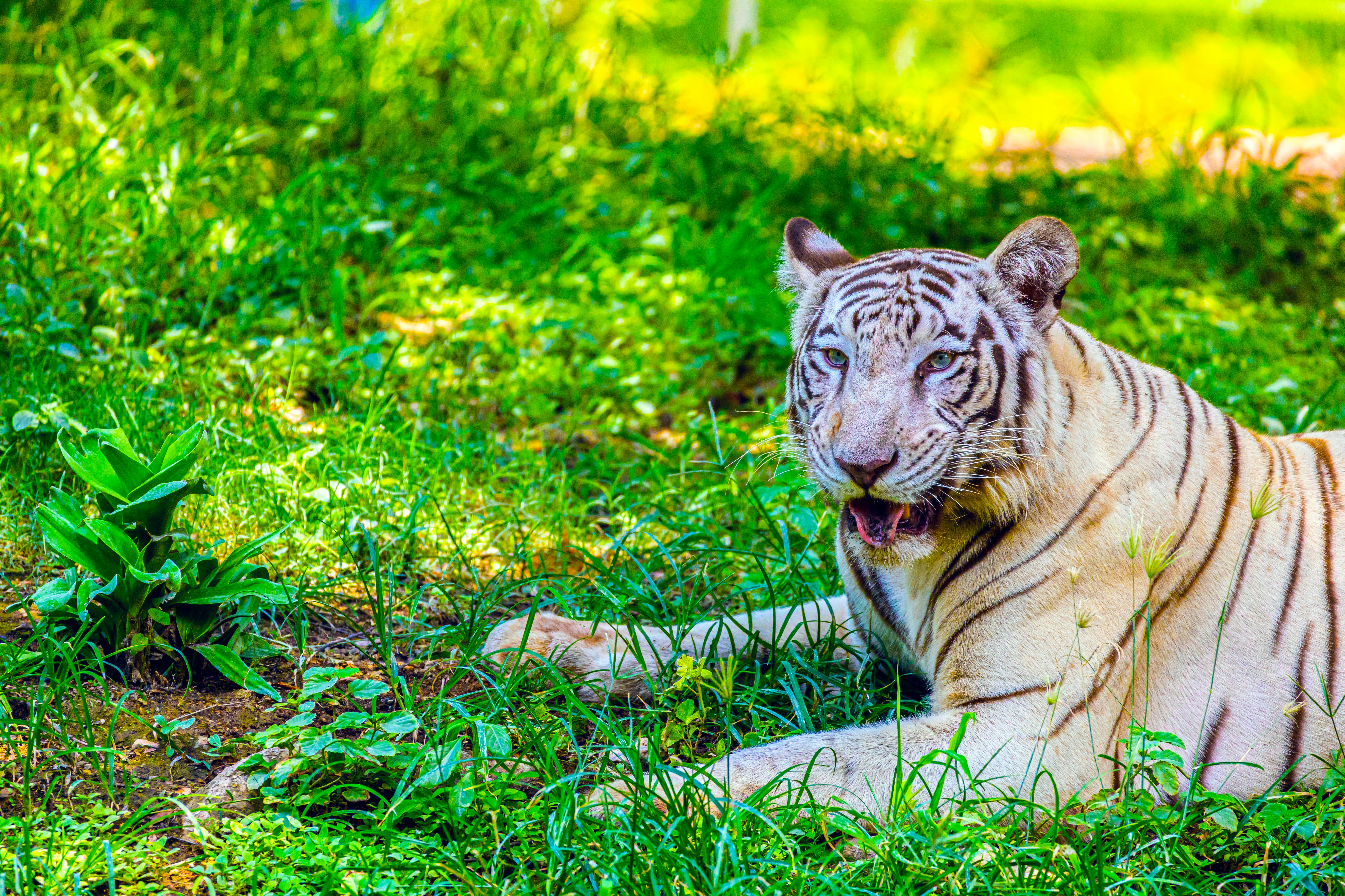 Hyderabad Sees Surge in Urban Wildlife Rescues: A Call for Co-existence and Awareness in Telangana