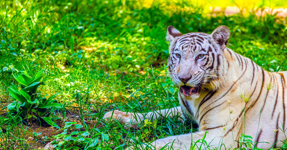 Hyderabad Sees Surge in Urban Wildlife Rescues: A Call for Co-existence and Awareness in Telangana