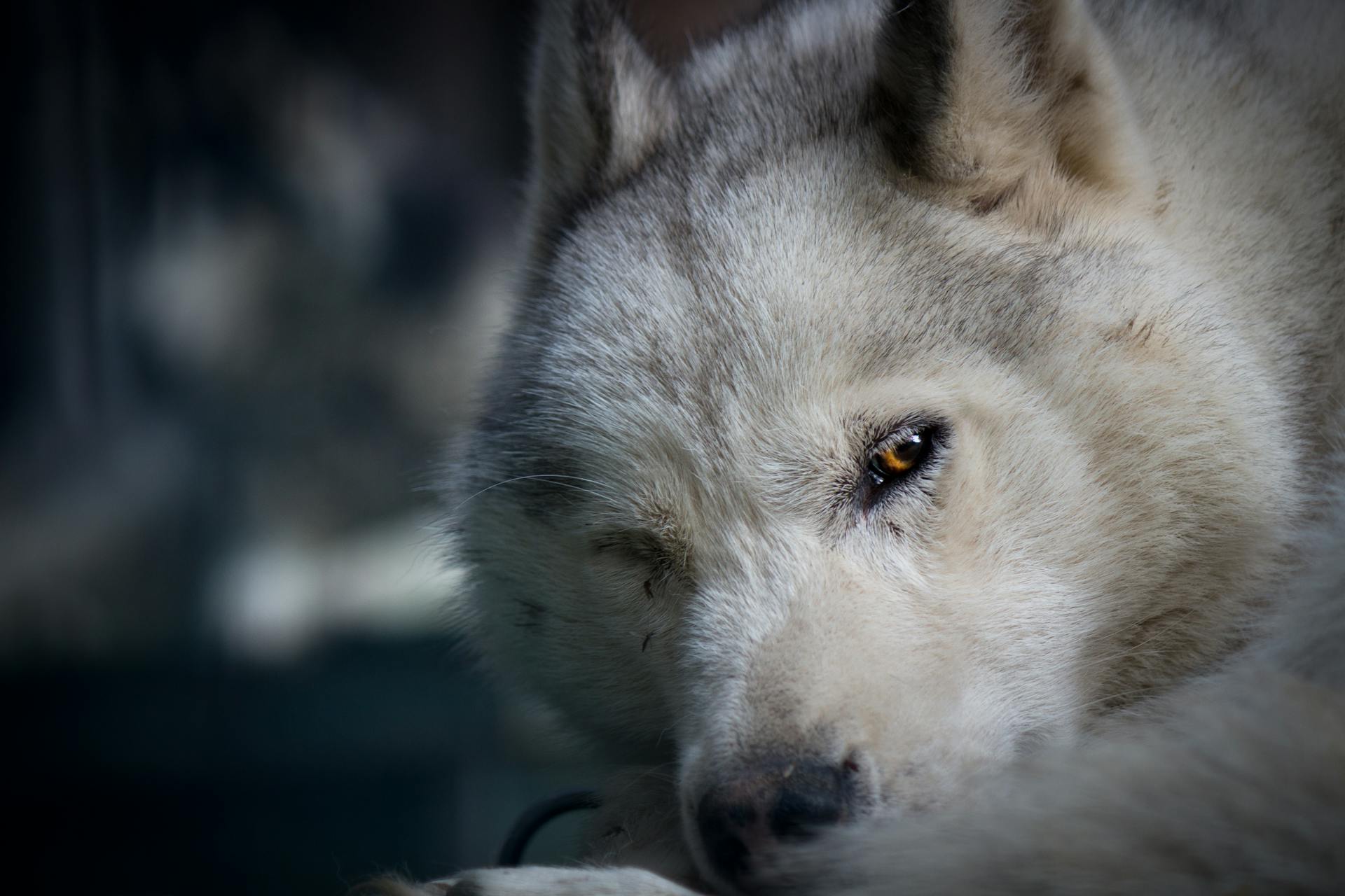 Free stock photo of husky, siberian husky, white dog