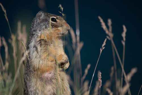 Free Close-up of a curious Columbian ground squirrel among grass blades in Banff National Park, Canada. Stock Photo