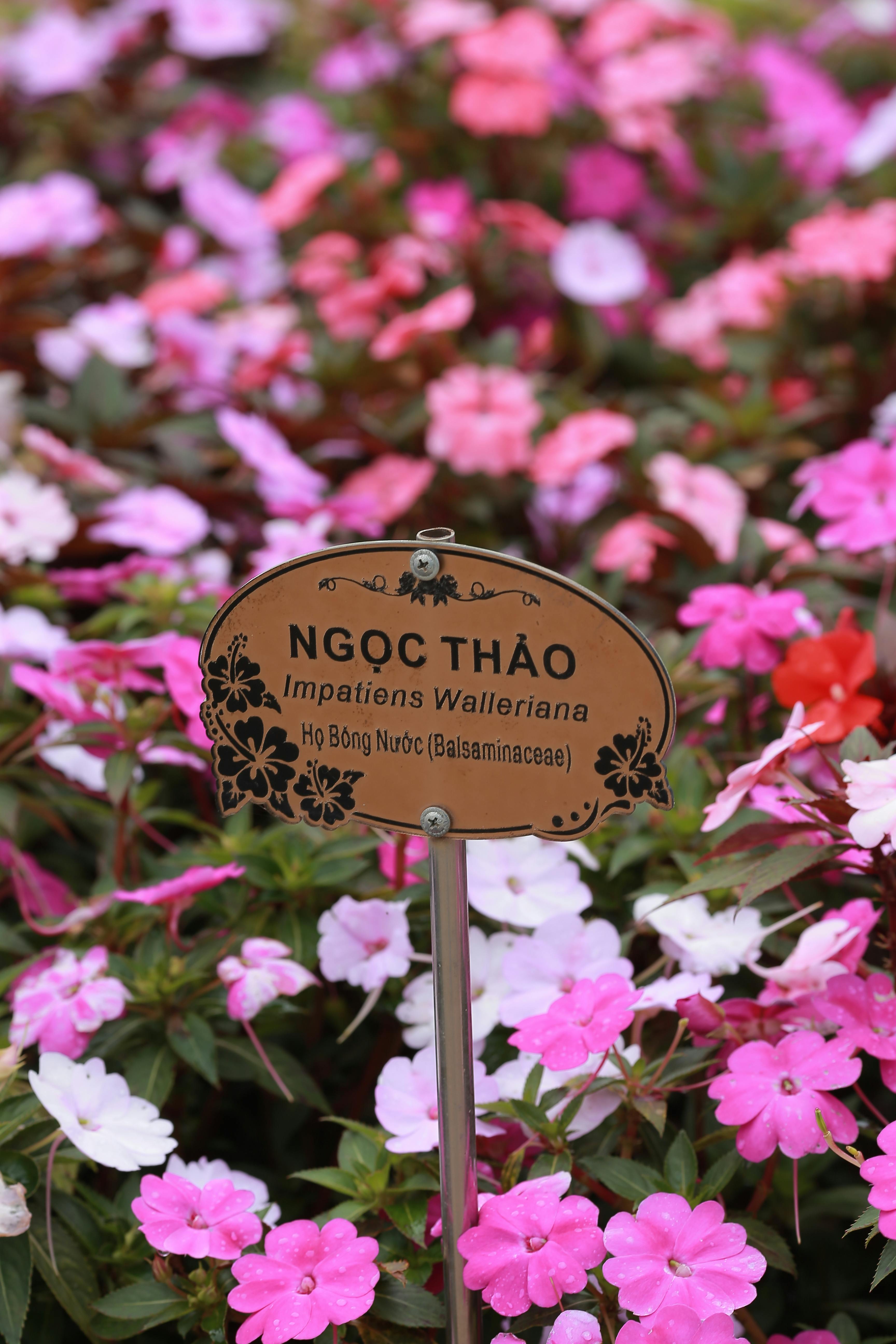 Vibrant Impatiens Walleriana flowers with labels, showcasing colorful summer blooms.