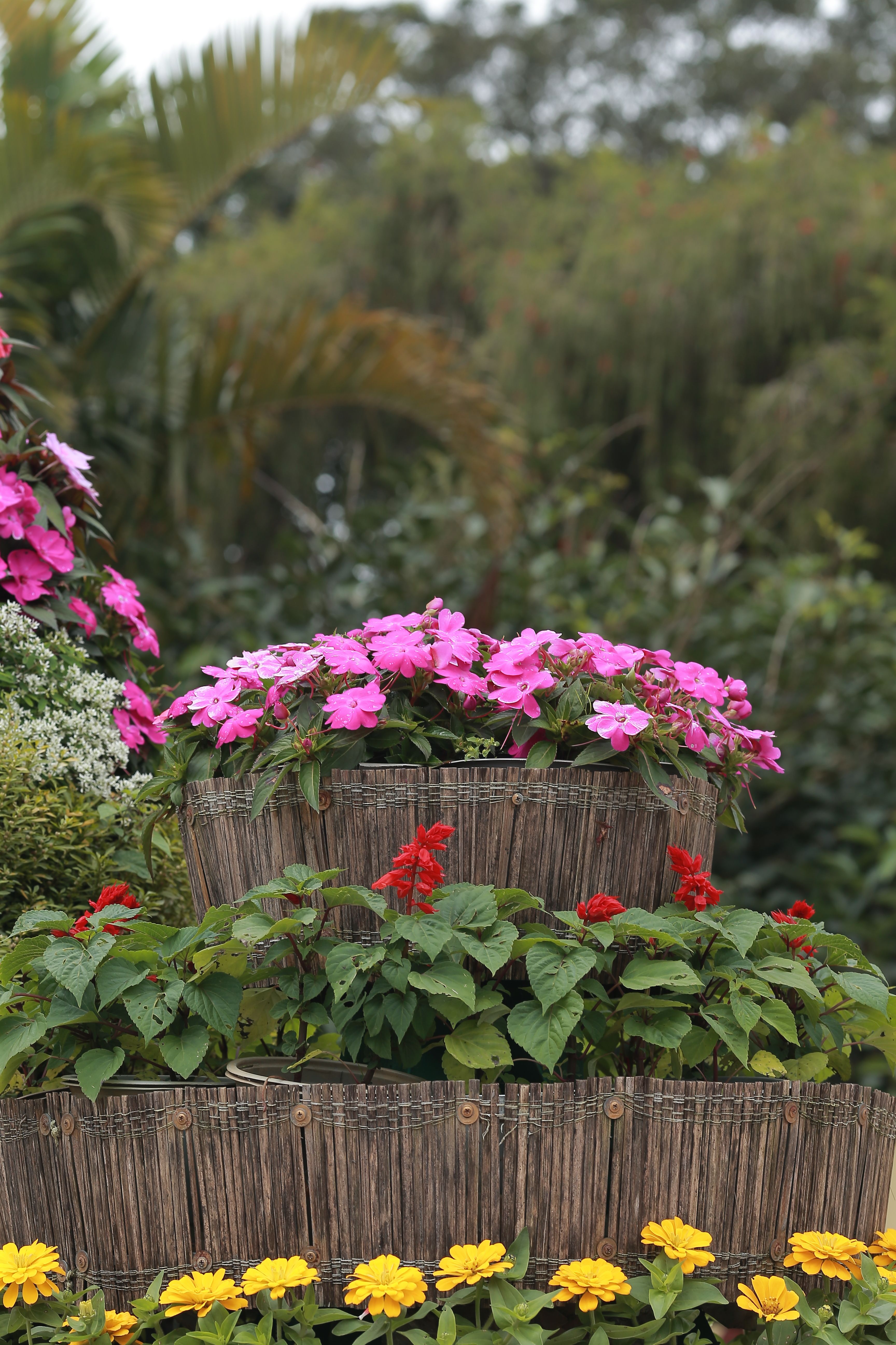 [ColoSach]-beautiful-tiered-display-of-vibrant-flowers-in-a-sunny-garden.