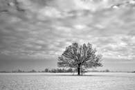 白雪覆盖的田野上，一棵孤树矗立在阴沉的天空下
